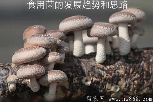 食用菌的發展趨勢和思路