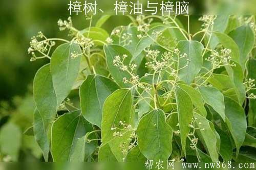 樟樹、樟油與樟腦