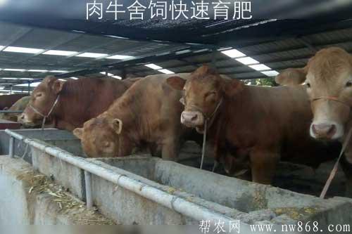 肉牛舍飼快速育肥