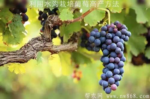 利用水溝栽培葡萄高產(chǎn)方法