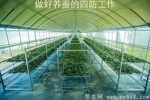 做好養蠶的四防工作