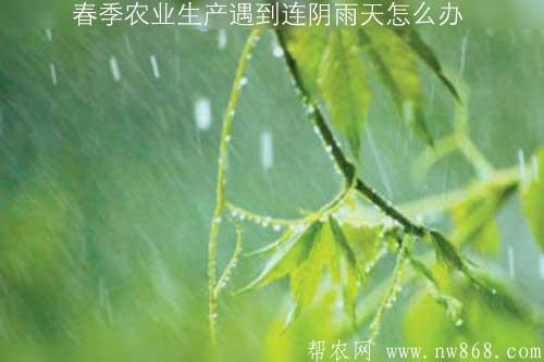 春季農業生產遇到連陰雨天怎么辦