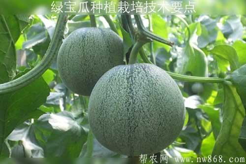 綠寶瓜種植栽培技術要點