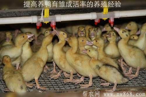 提高養(yǎng)鴨育雛成活率的養(yǎng)殖經(jīng)驗