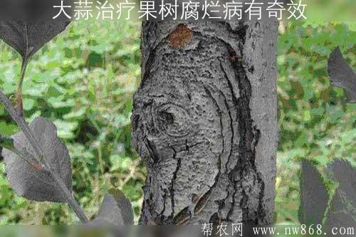 大蒜治療果樹腐爛病有奇效