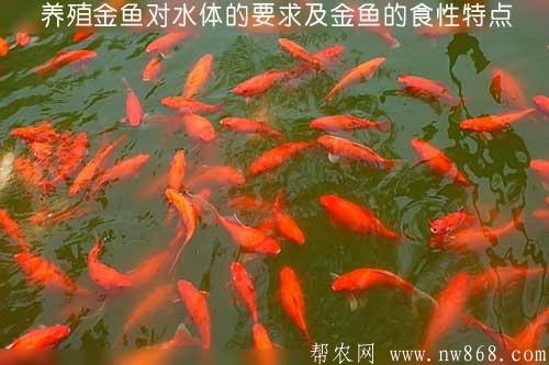 養(yǎng)殖金魚對水體的要求及金魚的食性特點
