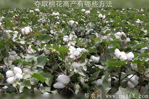 奪取棉花高產(chǎn)有哪些方法