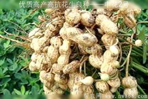 優(yōu)質(zhì)高產(chǎn)高抗花生良種——中花2號(hào)
