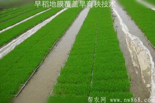 早稻地膜覆蓋旱育秧技術