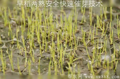 早稻兩熟安全快速催芽技術(shù)及準備工作和操作方法