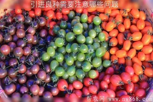 引進良種需要注意哪些問題