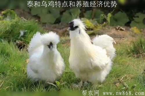 泰和烏雞特點和養殖經濟優勢