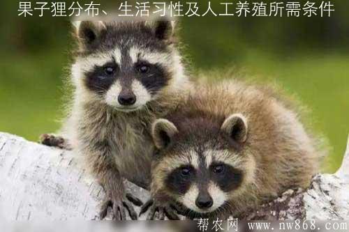 果子貍分布、生活習性及人工養殖所需條件