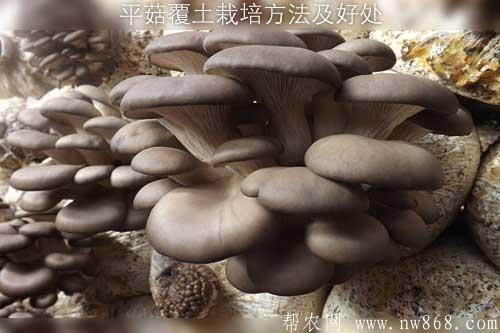 平菇覆土栽培方法及好處