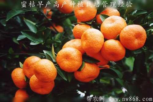 蜜桔早產高產種植栽培管理經驗