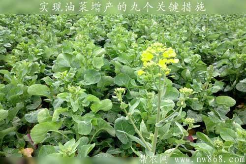 實(shí)現(xiàn)油菜增產(chǎn)的九個(gè)關(guān)鍵措施