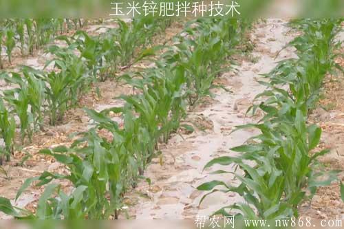 玉米鋅肥拌種技術 玉米鋅肥拌種技術
