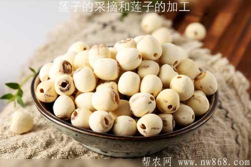 蓮子的采摘和蓮子的加工 蓮子的采摘和蓮子的加工