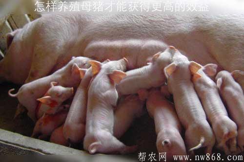 怎樣養殖母豬才能獲得更高的效益 怎樣養殖母豬才能獲得更高的效益