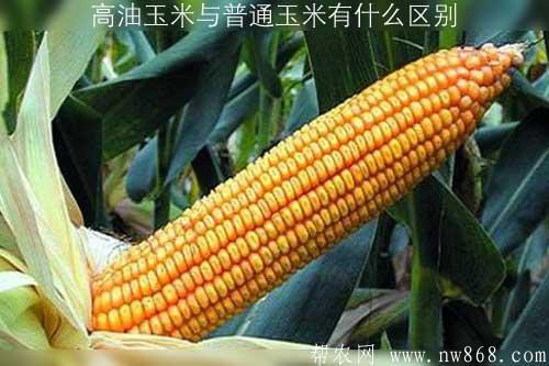 高油玉米與普通玉米有什么區別 高油玉米與普通玉米有什么區別