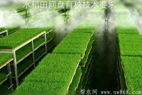 水稻田間盤育秧技術(shù)要求 水稻田間盤育秧技術(shù)要求
