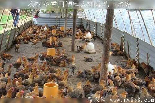 農村冬季用塑料大棚養雞下蛋多 農村冬季用塑料大棚養雞下蛋多