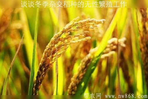 談談冬季雜交稻種的無性繁殖工作 談談冬季雜交稻種的無性繁殖工作