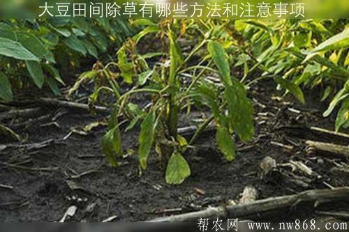 大豆田間除草有哪些方法和注意事項(xiàng) 大豆田間除草有哪些方法和注意事項(xiàng)