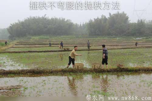 水稻栽培經驗——插秧不彎腰的拋秧方法 水稻栽培經驗——插秧不彎腰的拋秧方法