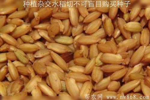 種植雜交水稻的農民朋友切不可盲目購買種子 種植雜交水稻的農民朋友切不可盲目購買種子
