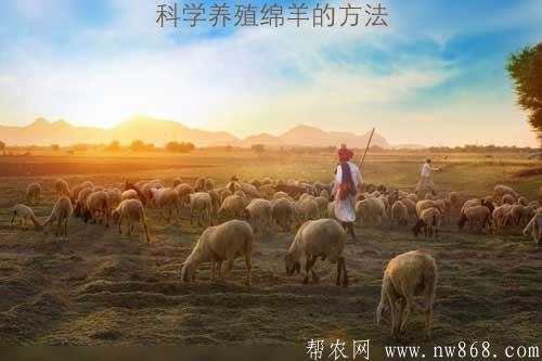 科學養殖綿羊的方法|怎樣養綿羊才能賺錢 科學養殖綿羊的方法|怎樣養綿羊才能賺錢