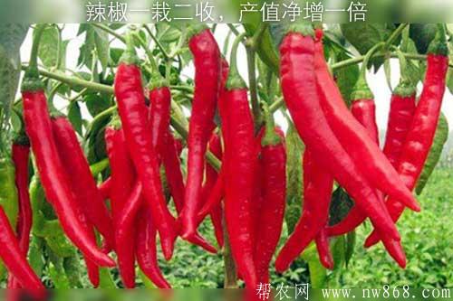 辣椒一栽二收,產值凈增一倍 辣椒一栽二收,產值凈增一倍