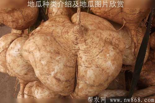 地瓜種類介紹及地瓜圖片欣賞 地瓜種類介紹及地瓜圖片欣賞