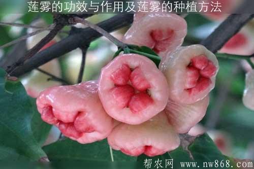 說一說蓮霧的功效與作用以及蓮霧的育苗種植方法 說一說蓮霧的功效與作用以及蓮霧的育苗種植方法