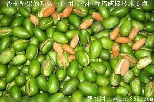 香榧堅果的功效與作用及香榧栽培嫁接技術要點 香榧堅果的功效與作用及香榧栽培嫁接技術要點