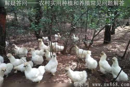 解疑答問——農村實用種植和養殖常見問題解答 解疑答問——農村實用種植和養殖常見問題解答