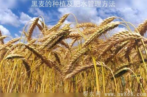 黑麥的種植及肥水管理方法 黑麥的種植及肥水管理方法