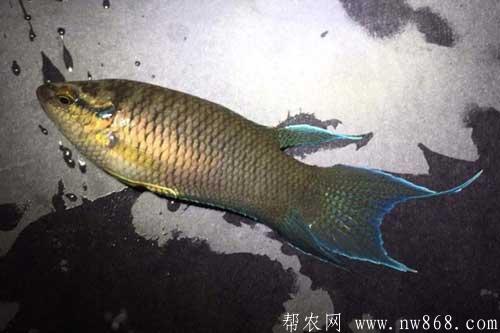 斗魚養(yǎng)殖需要注意哪些問題 斗魚養(yǎng)殖需要注意哪些問題