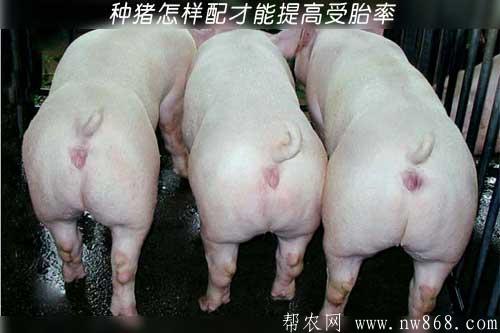 飼養種豬經驗——種豬怎樣配才能提高受胎率 飼養種豬經驗——種豬怎樣配才能提高受胎率