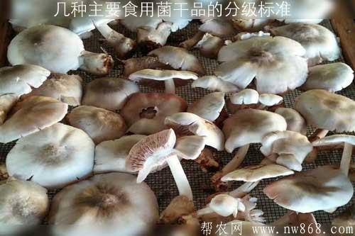 幾種主要食用菌干品的分級標準 幾種主要食用菌干品的分級標準