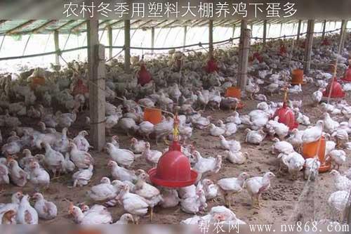 農村冬季用塑料大棚養雞下蛋多 農村冬季用塑料大棚養雞下蛋多