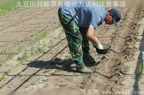 大豆田間除草有哪些方法和注意事項(xiàng) 大豆田間除草有哪些方法和注意事項(xiàng)