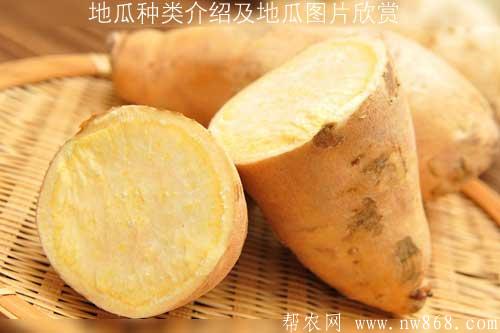 地瓜種類介紹及地瓜圖片欣賞 地瓜種類介紹及地瓜圖片欣賞