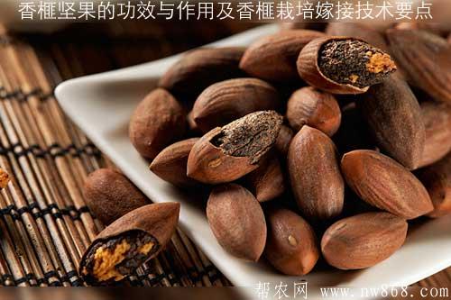 香榧堅果的功效與作用及香榧栽培嫁接技術要點 香榧堅果的功效與作用及香榧栽培嫁接技術要點