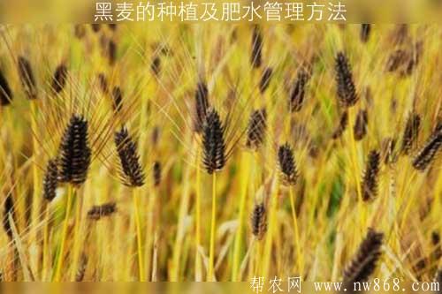 黑麥的種植及肥水管理方法 黑麥的種植及肥水管理方法