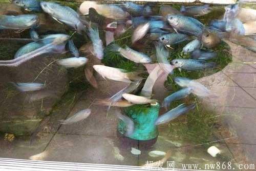斗魚養(yǎng)殖需要注意哪些問題 斗魚養(yǎng)殖需要注意哪些問題