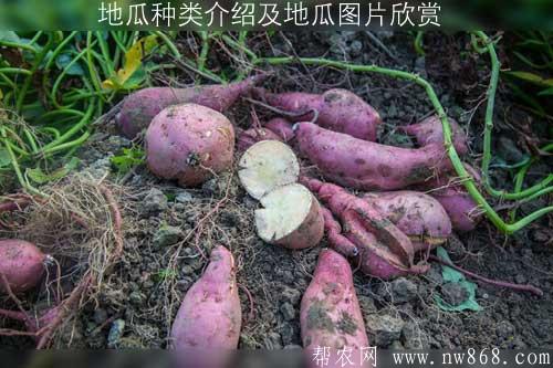 地瓜種類介紹及地瓜圖片欣賞 地瓜種類介紹及地瓜圖片欣賞