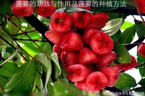 說一說蓮霧的功效與作用以及蓮霧的育苗種植方法 說一說蓮霧的功效與作用以及蓮霧的育苗種植方法