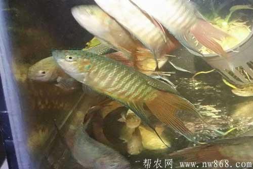 斗魚養(yǎng)殖需要注意哪些問題 斗魚養(yǎng)殖需要注意哪些問題