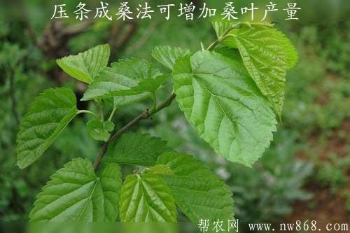 壓條成桑養蠶法可增加桑葉產量